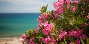 Plantes pour jardins méditerranéens, sec. plantes comme le laurier rose, très résistant